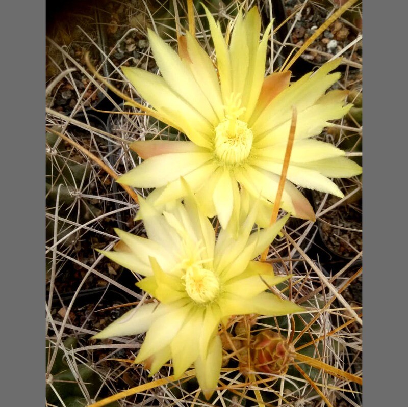 Hamatocactus sinuatus v.papyracanthus yellow spines- Flower