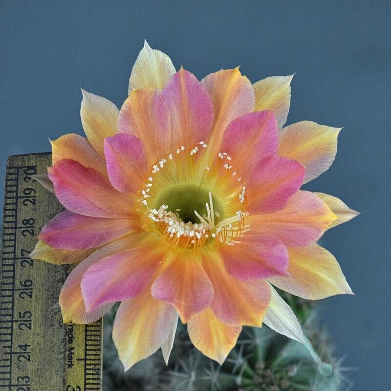 Echinopis hybrid Ziba