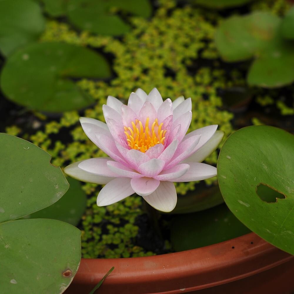Md Wilforme ( Water Lily)