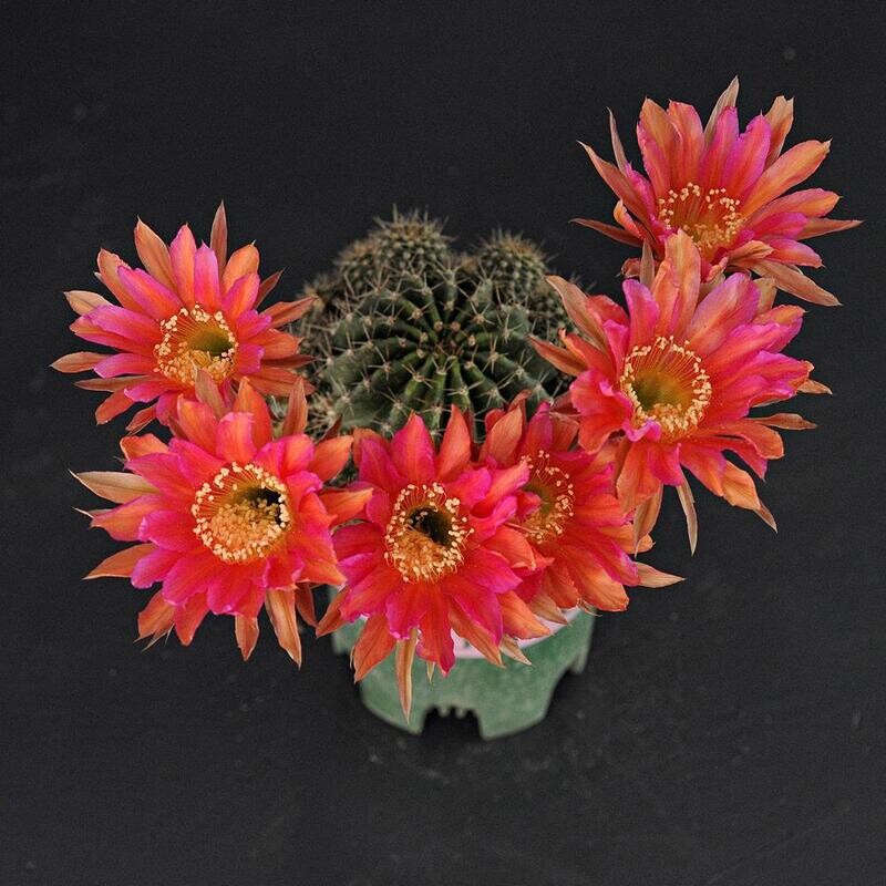 Echinopsis hybrid Eraj