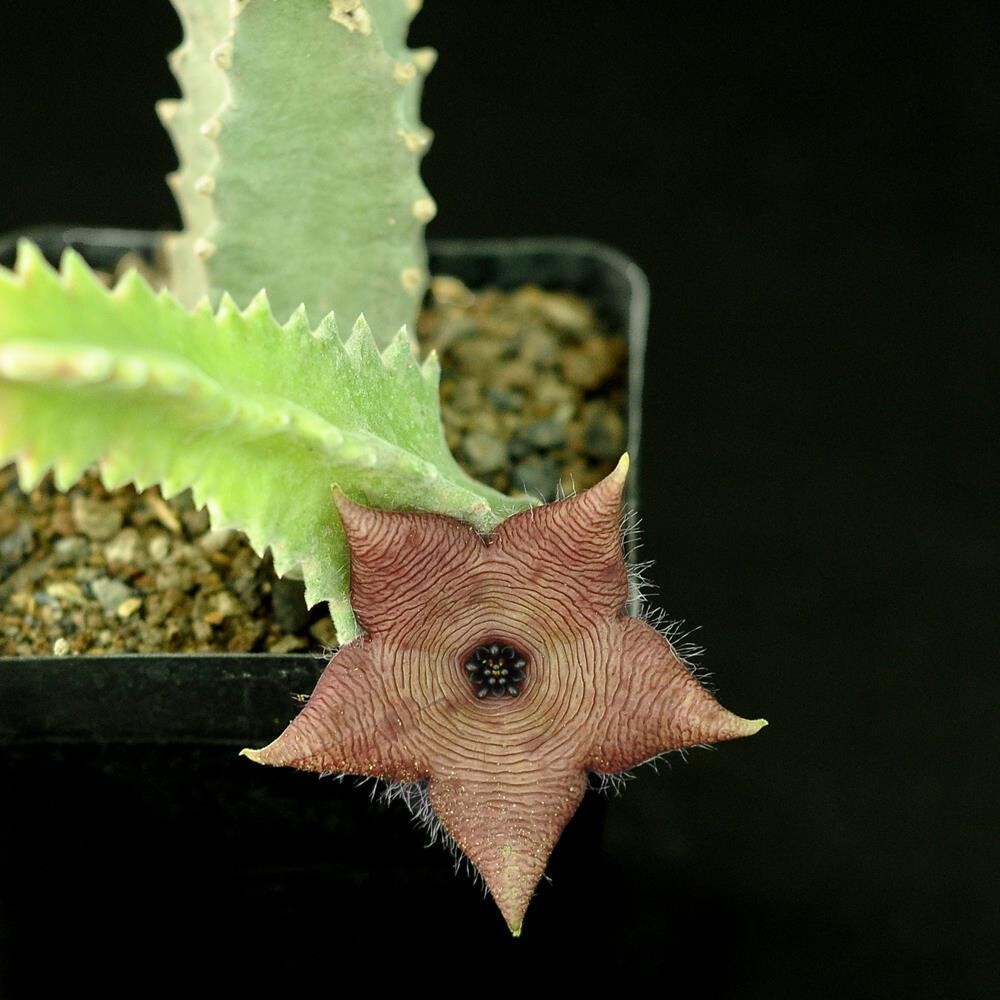 Stapelia Clavicorona