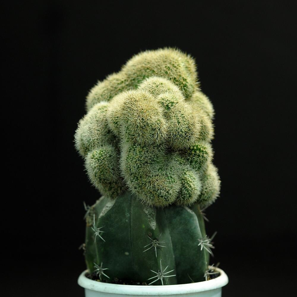 Echinopsis crest