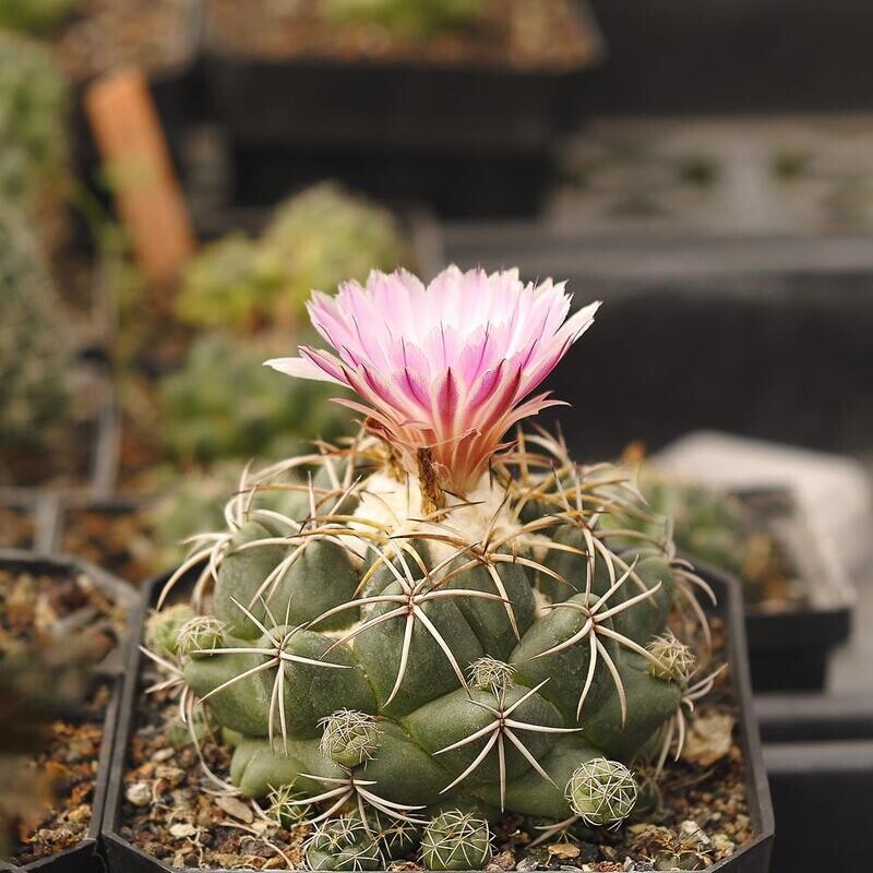 Coryphantha Elephantidens (Pink Flower)