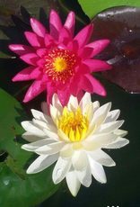Winsome Water Lilies