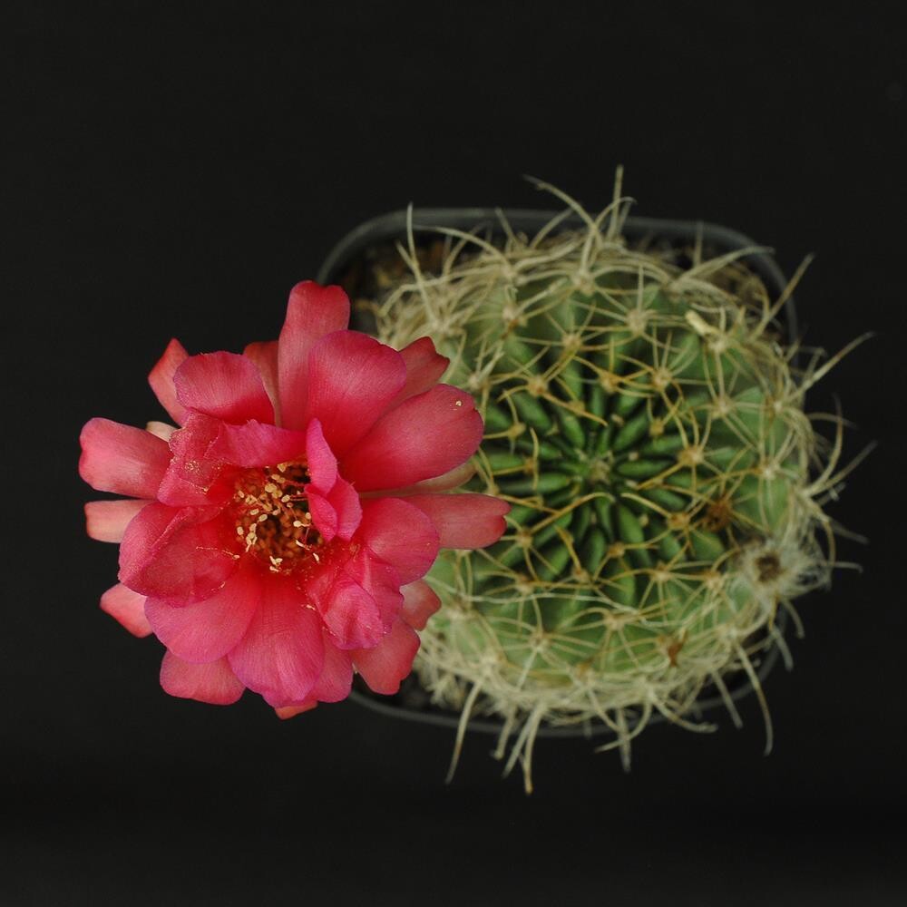 Lobivia lateritia (Syn: Echinopsis lateritia)