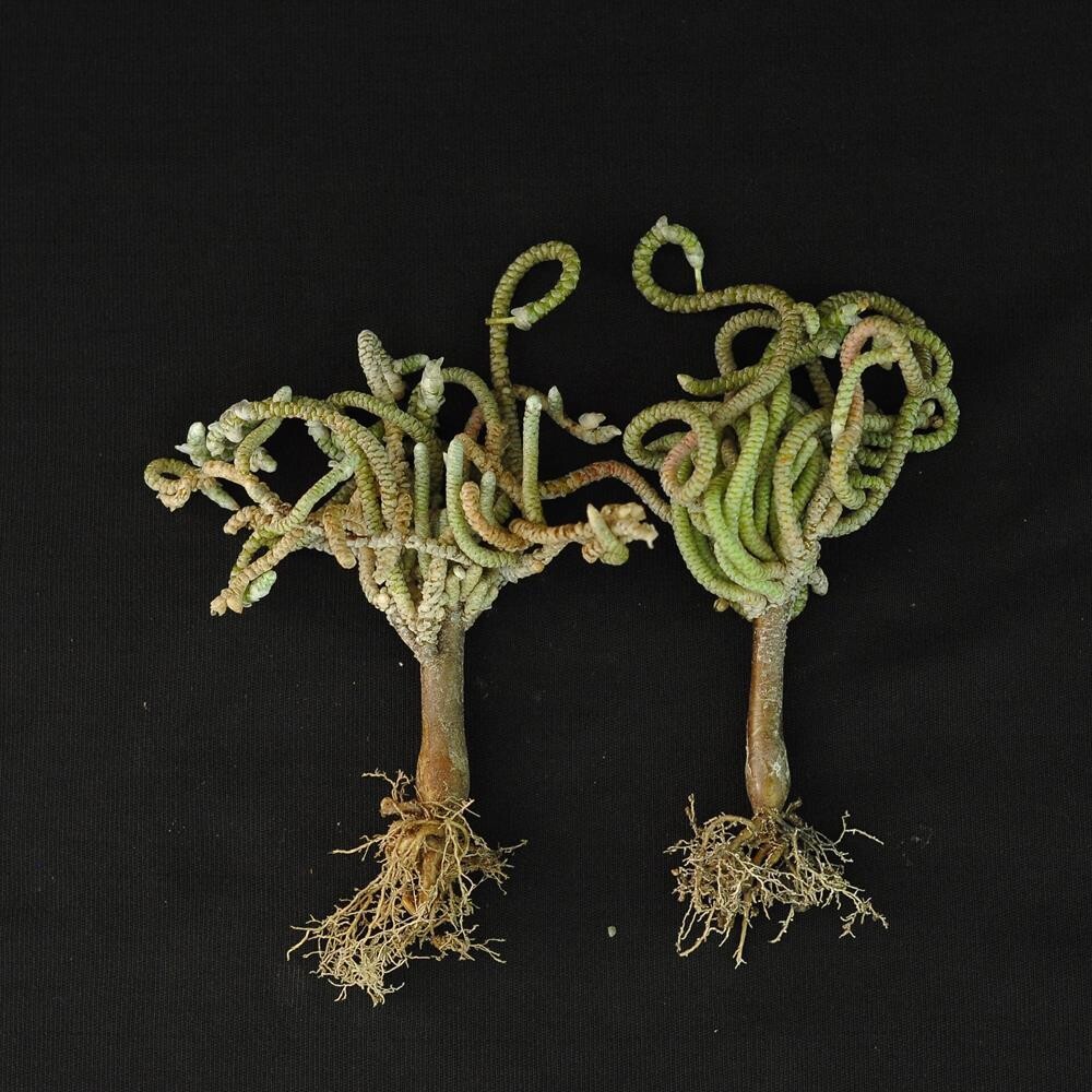 Avonia ustulata v. mallei