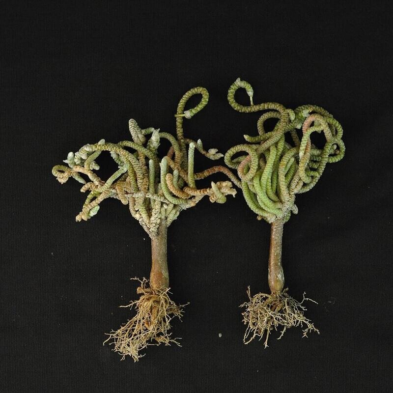 Avonia ustulata v. mallei Avonia ustulata v. mallei