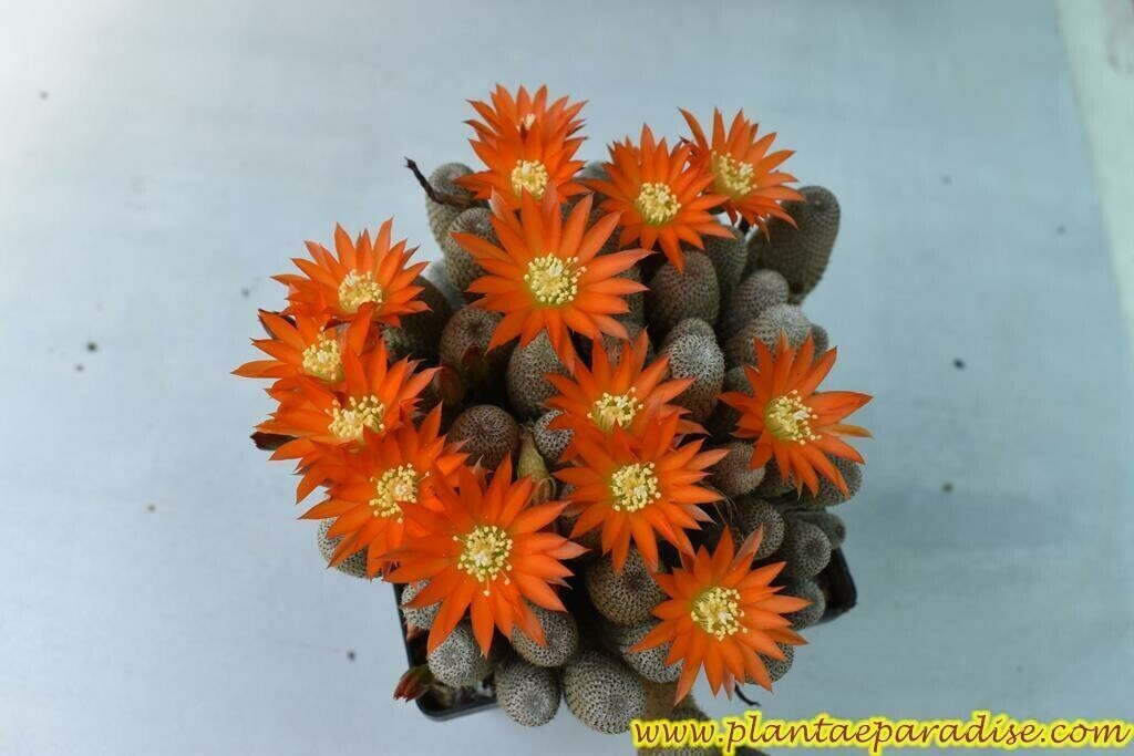 Rebutia heliosa  (Grafted)