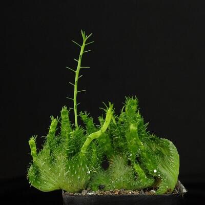 Euphorbia Flanaganii Cristata 'Arm Crest' Rooted