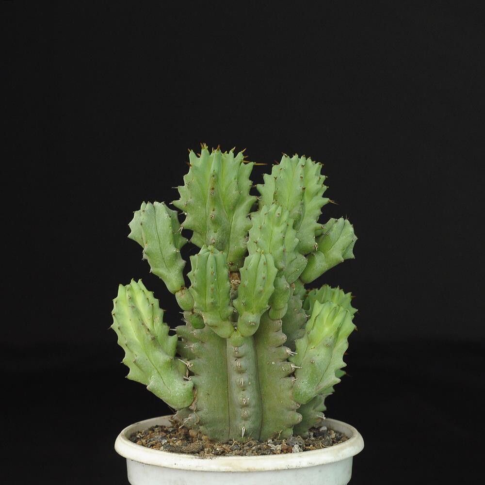 Euphorbia fructicosa inermis