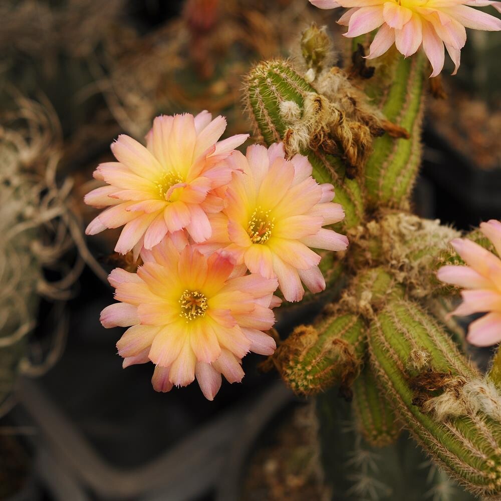 Chamaelobivia CV  Perla di verona (Peanut Cactus)- Flower