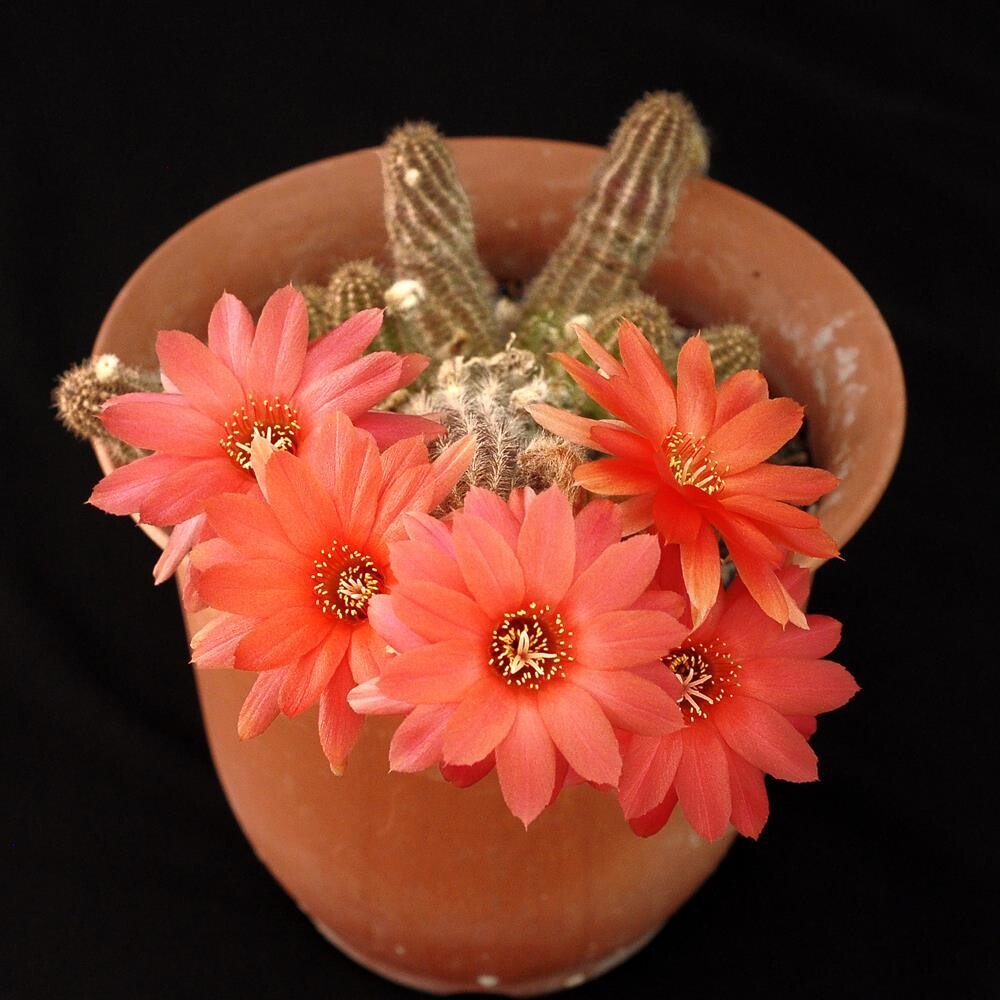Chamaecereus hybrid cv. Boom (Peanut Cactus)-Flower 