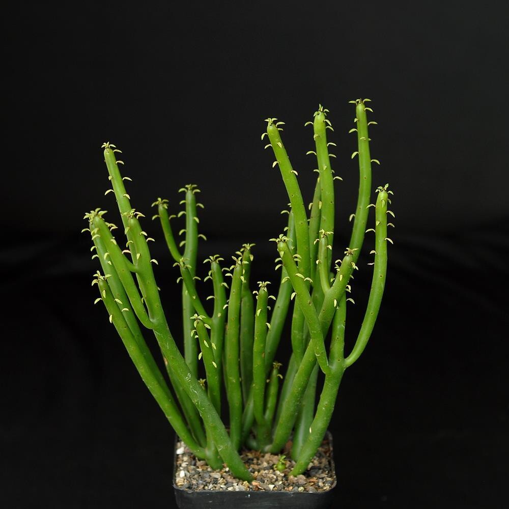 Euphorbia leucodendron India's 1 Online Garden Store Buy Cactus