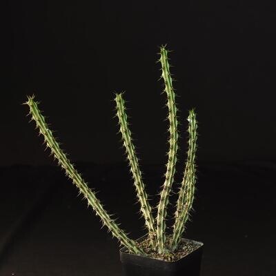 Euphorbia Sp Nova Somalia Hordio