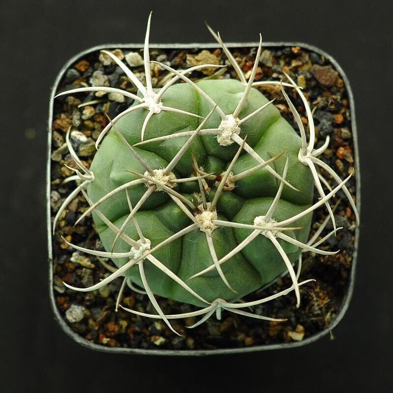 Gymnocalycium Mostii Gymnocalycium Mostii Cactus