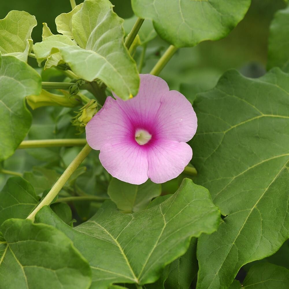 Uncarina stellulifera
