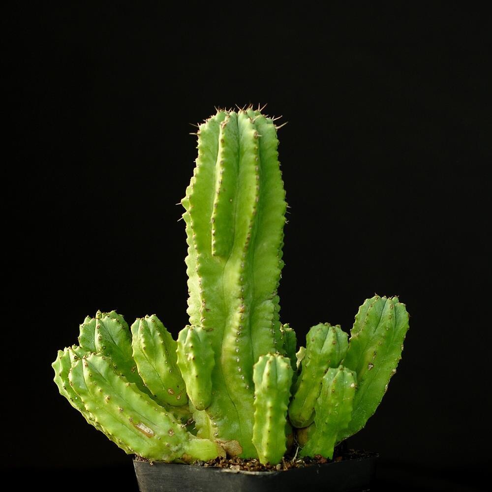 Euphorbia anoplia