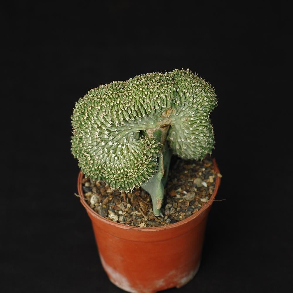 Euphorbia phillipsioides f. cristata hort.