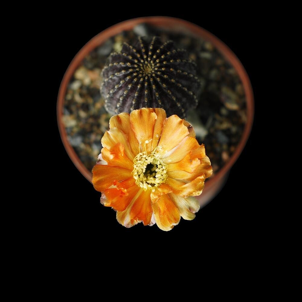 Lobivia rebutioides var napina (Chocolate)-FLOWER 