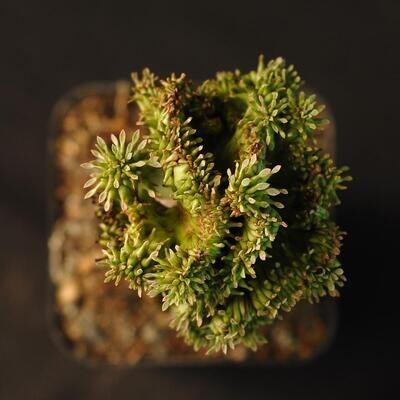 Euphorbia enopla Crest