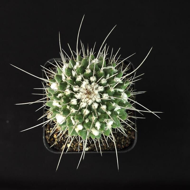 Mammillaria Compressa