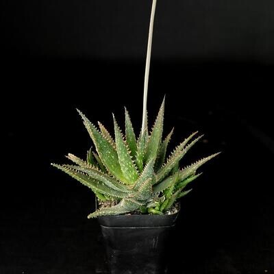 Aloe Hybrid Miniature
