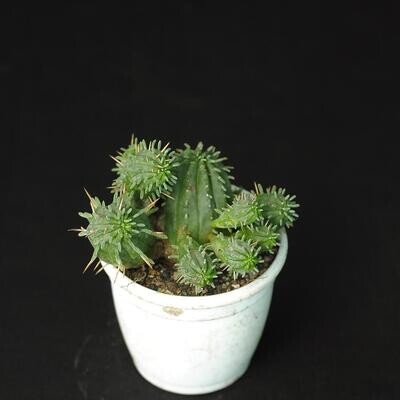 Euphorbia ferox hybrid