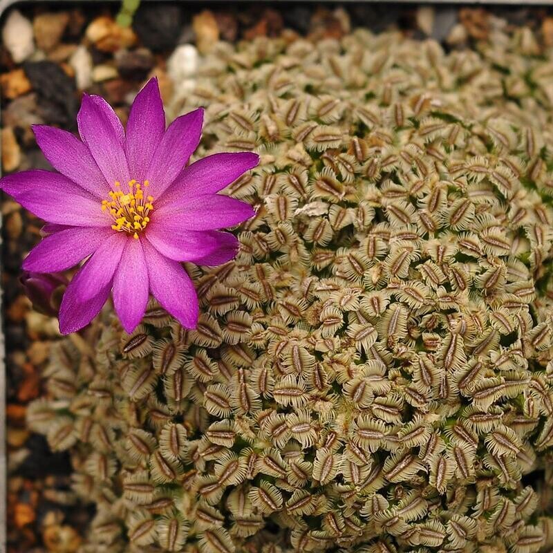 Mammillaria bertholdii Lizen