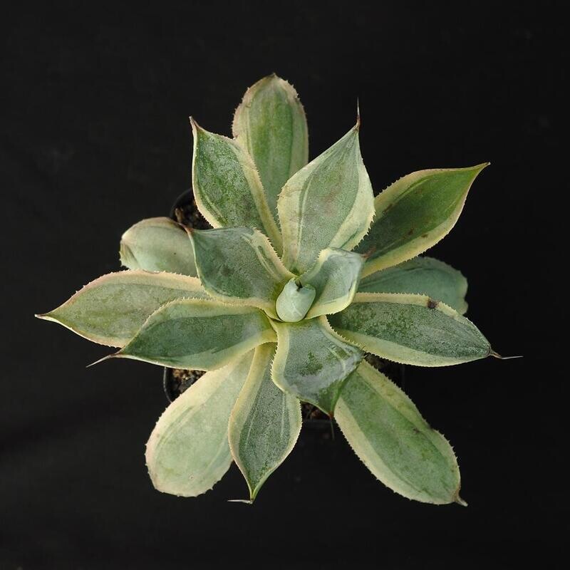 Agave Potatorum Marginata Variegated 'Trade Winds"