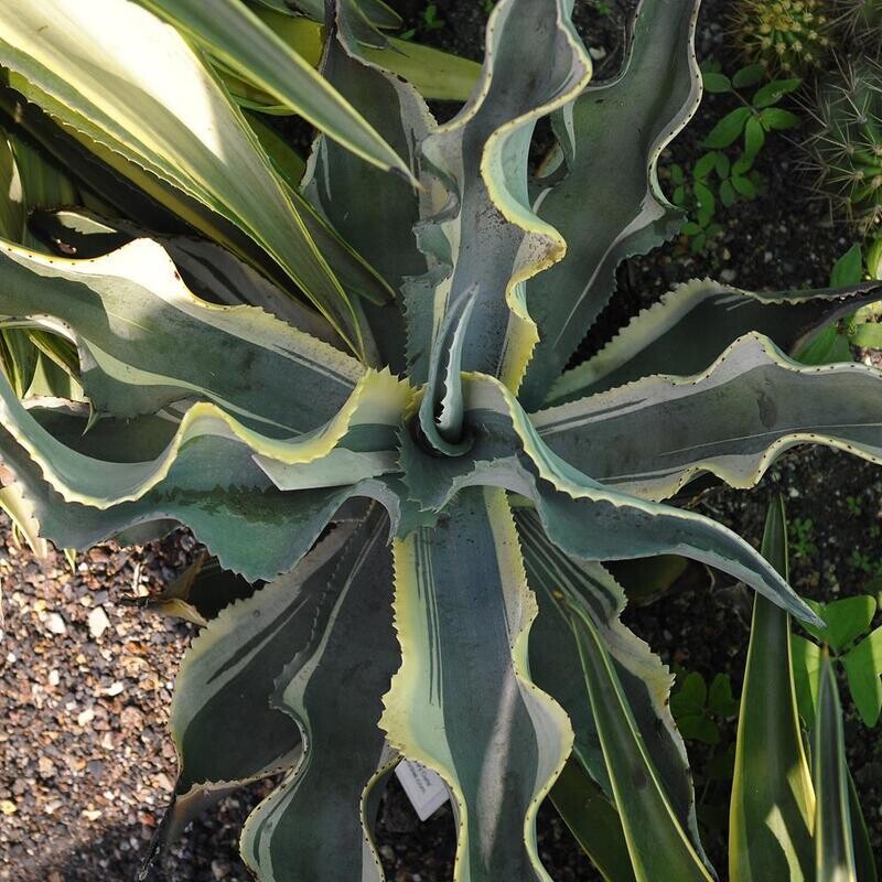 Agave gypsophila lvory Curls Mother plant for reference