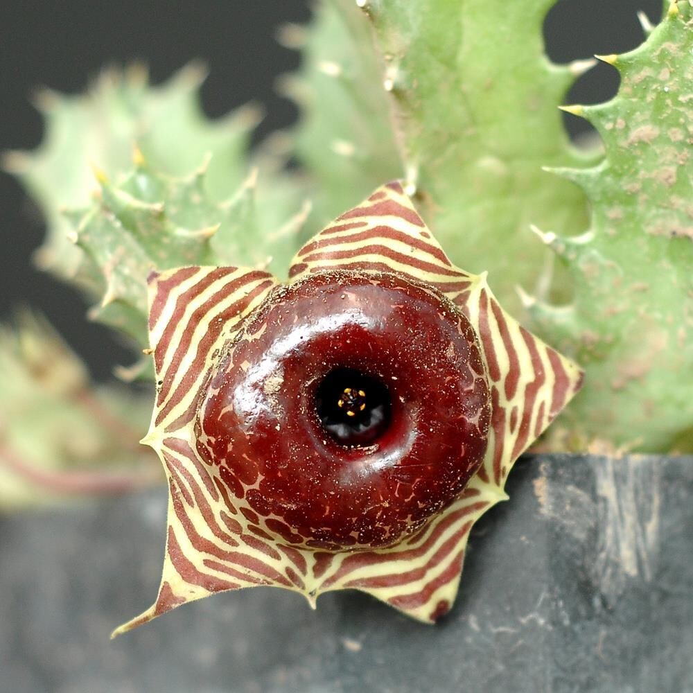 Heurnia zebrina magniflora