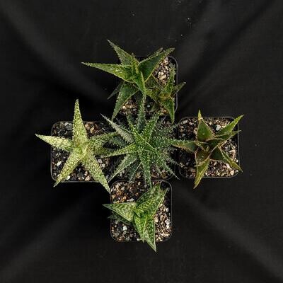 Set of 5 Aloes