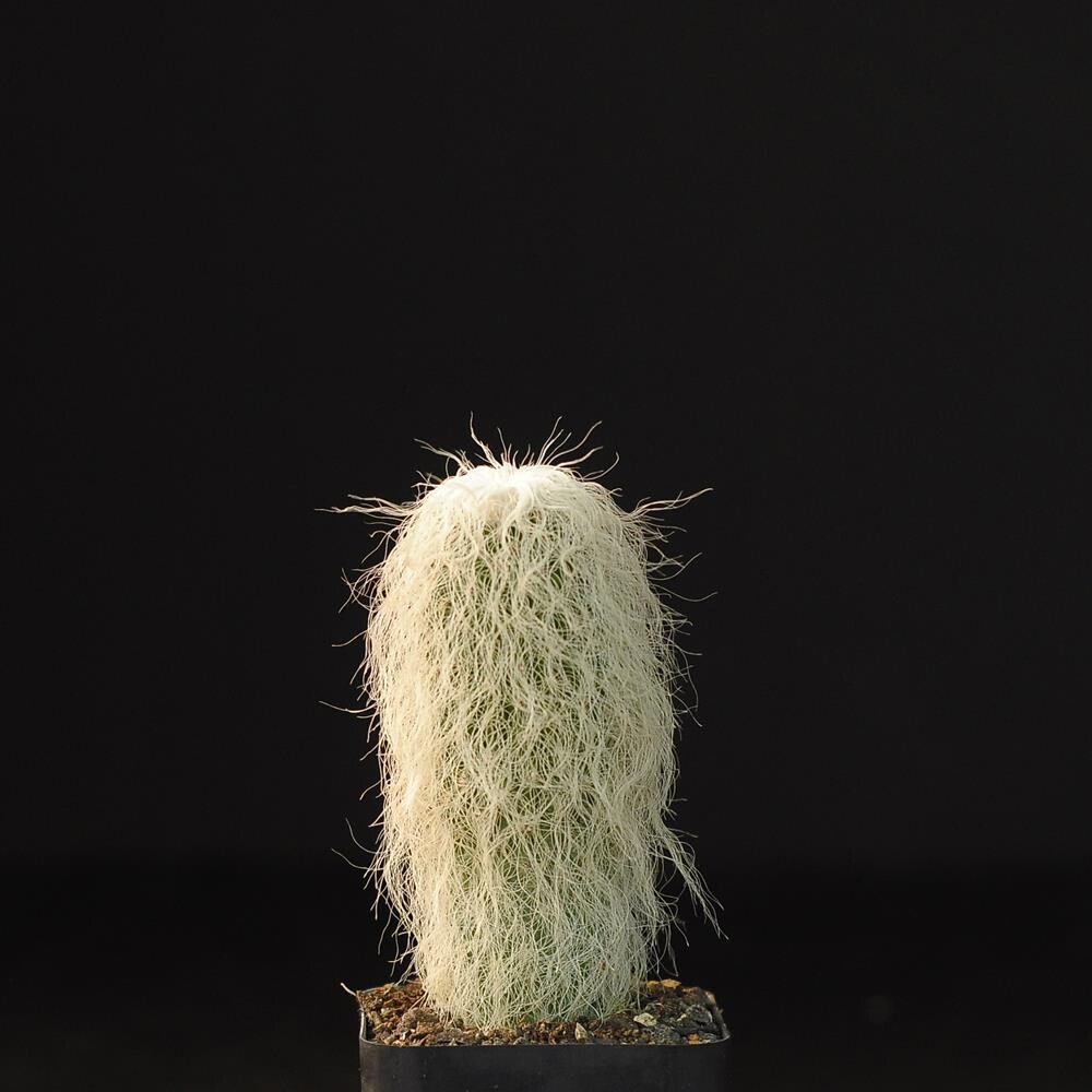 Cephalocereus senilis aka Old man cactus