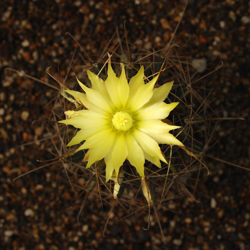 Hamatocactus Hamatacanthus Variegated with a Yellow Flower Blooming