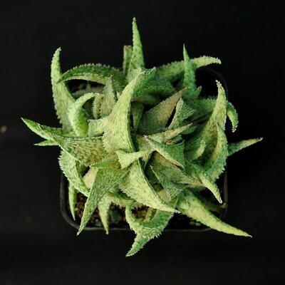 Aloe Miniature hybrid