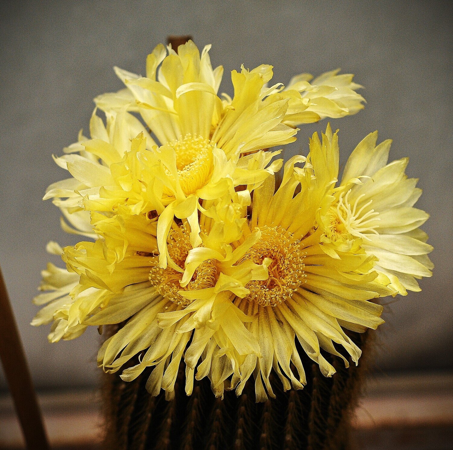Notocactus schumannianus