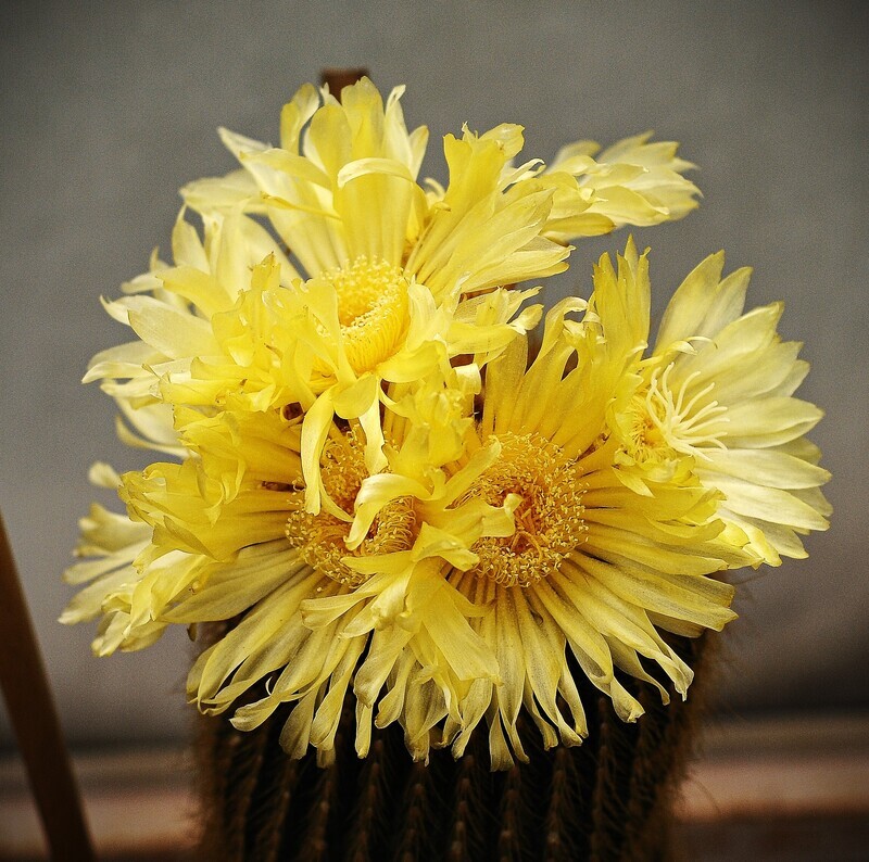Notocactus schumannianus-With Flower