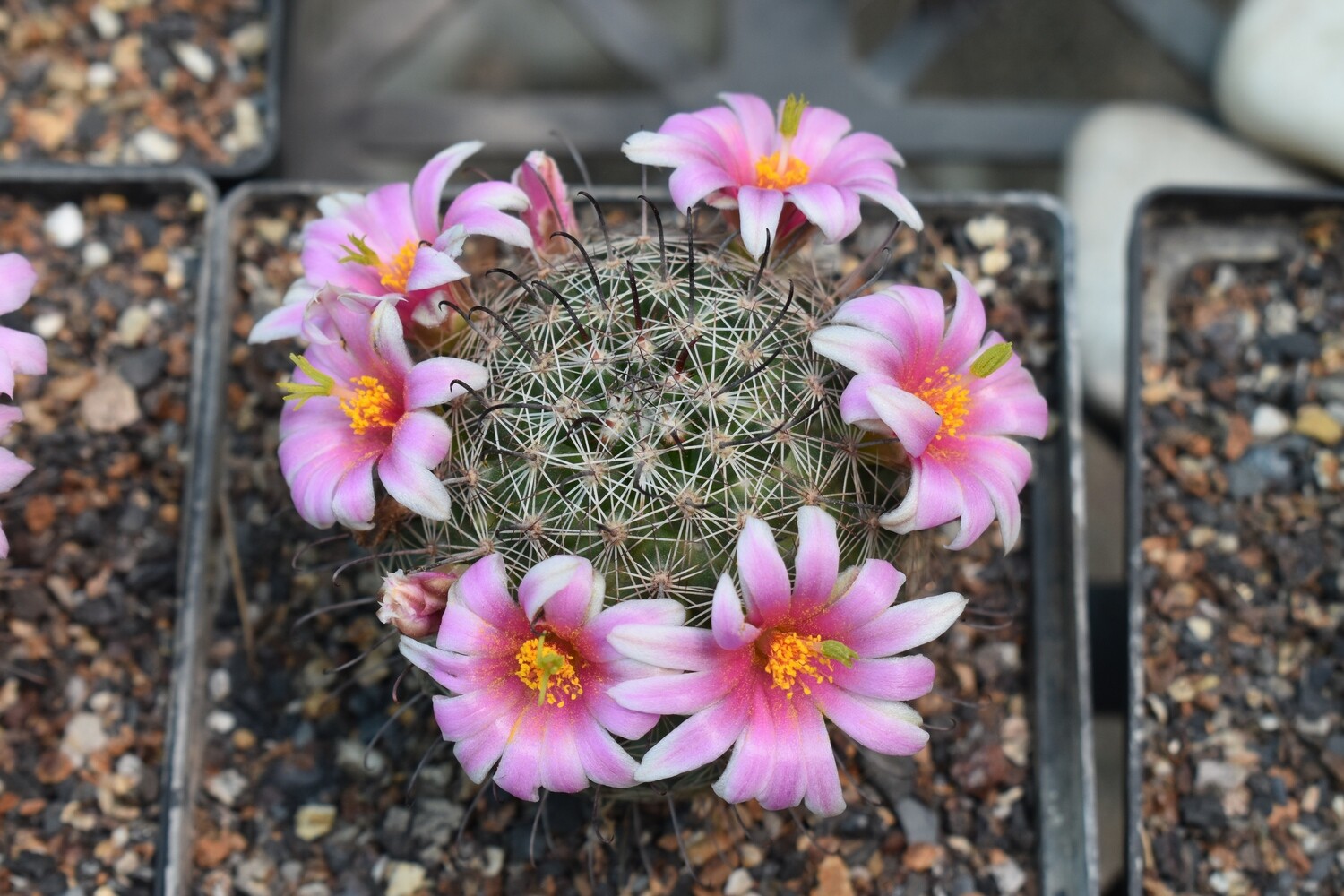 Mammillaria grahamii  Syn: Mammillaria microcarpa