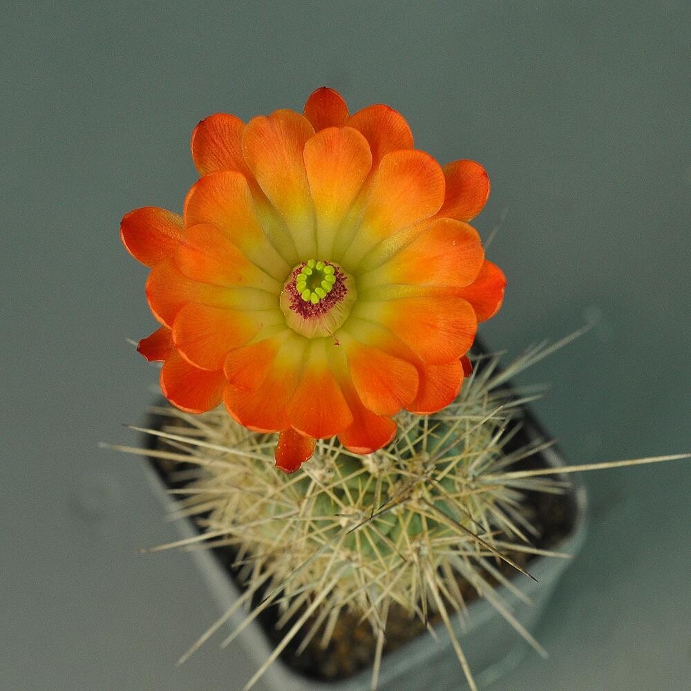 Echinocereus Coccineus Slender Form With Orange Flower