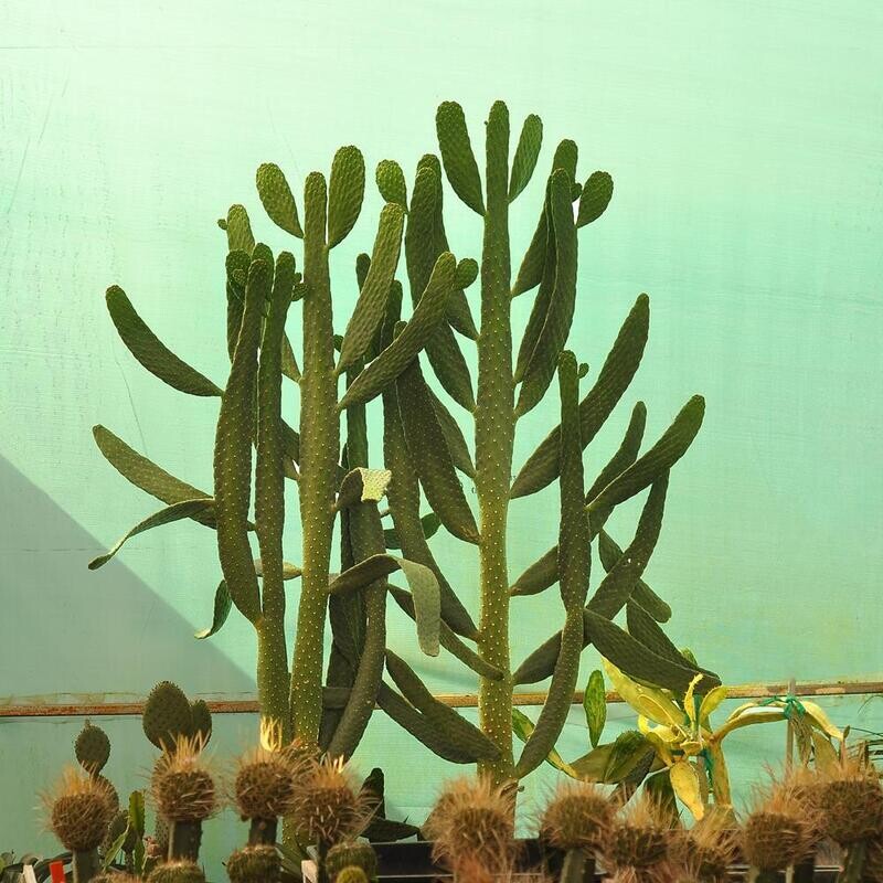 Consolea Rubescens Road Kill Cactus Opuntia Rubescens