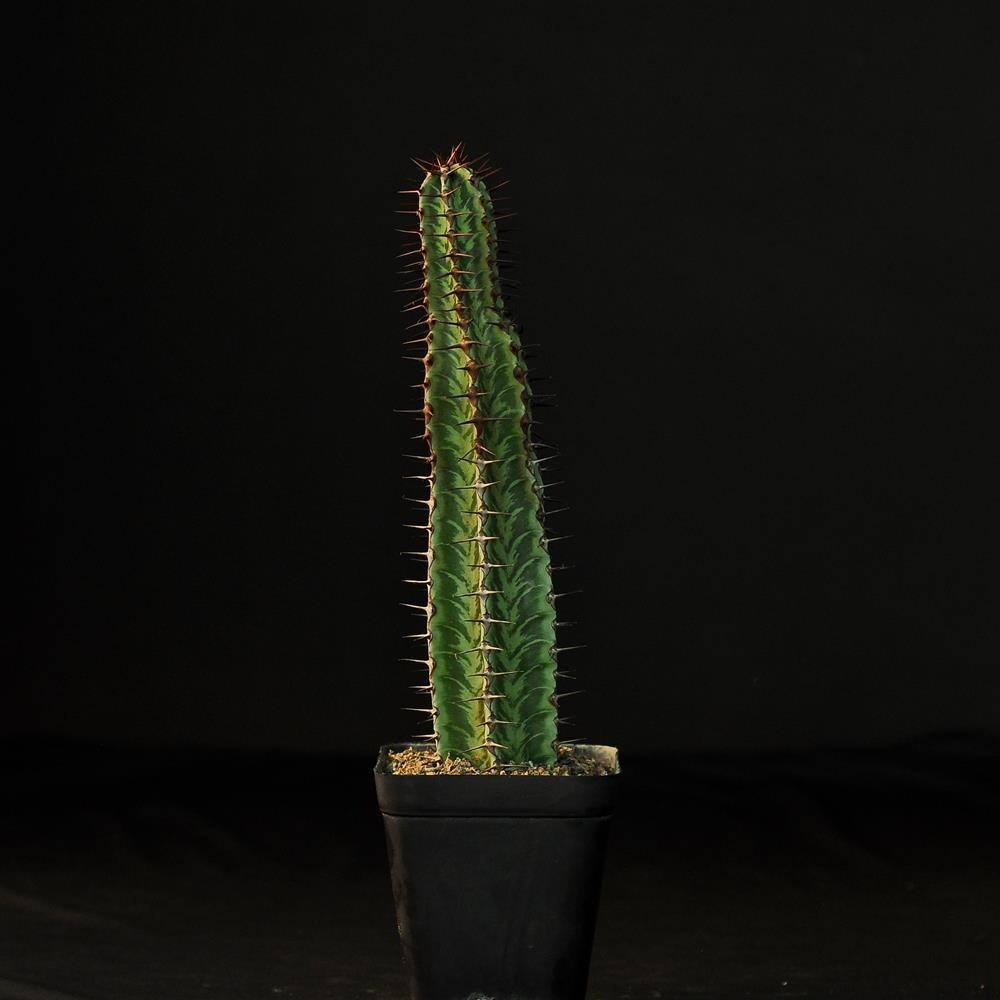 Euphorbia confinalis ssp rhodesica