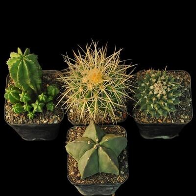 Cactus and Euphorbia Set