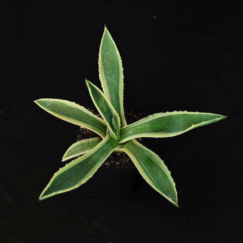 Agave americana 'Marginata aurea'