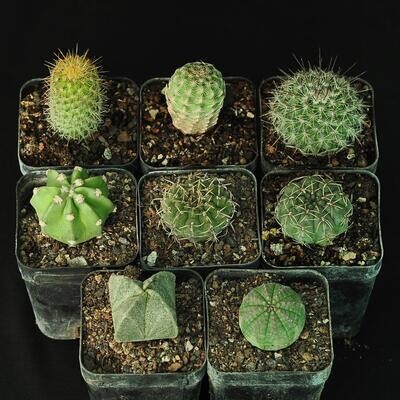 Beginner's Set of 8 Cacti