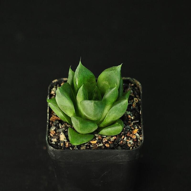 Haworthia cuspidata