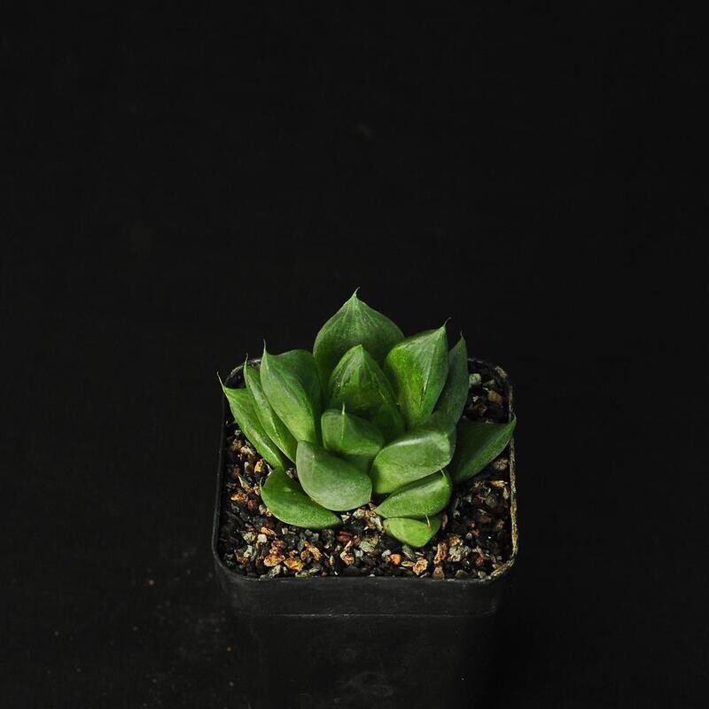 Haworthia cuspidata