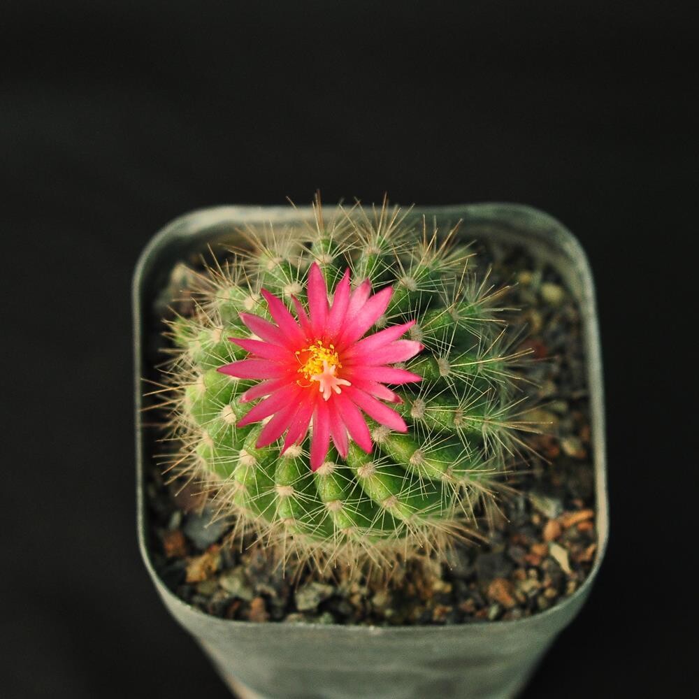Parodia penicillata syn Notocactus penicillata
