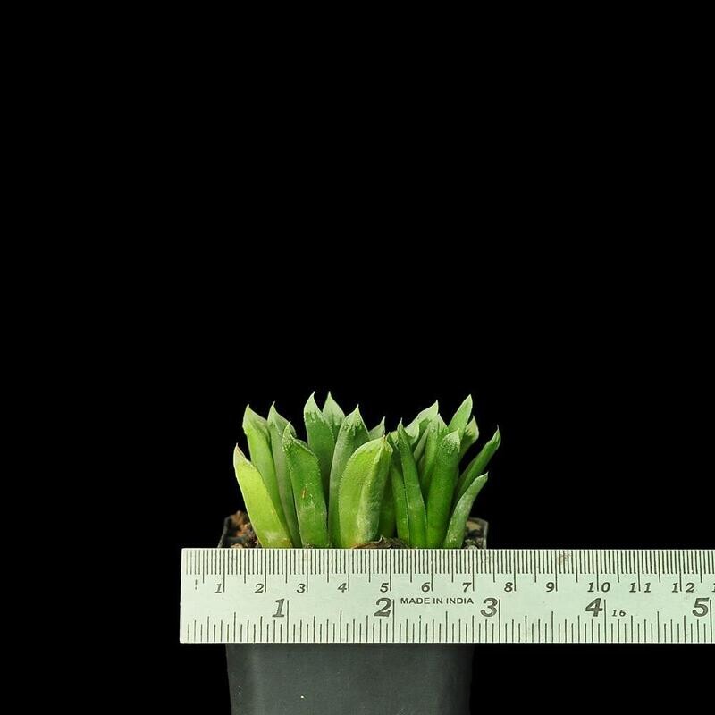 Haworthia 'Harry Johnson ' Hybrid