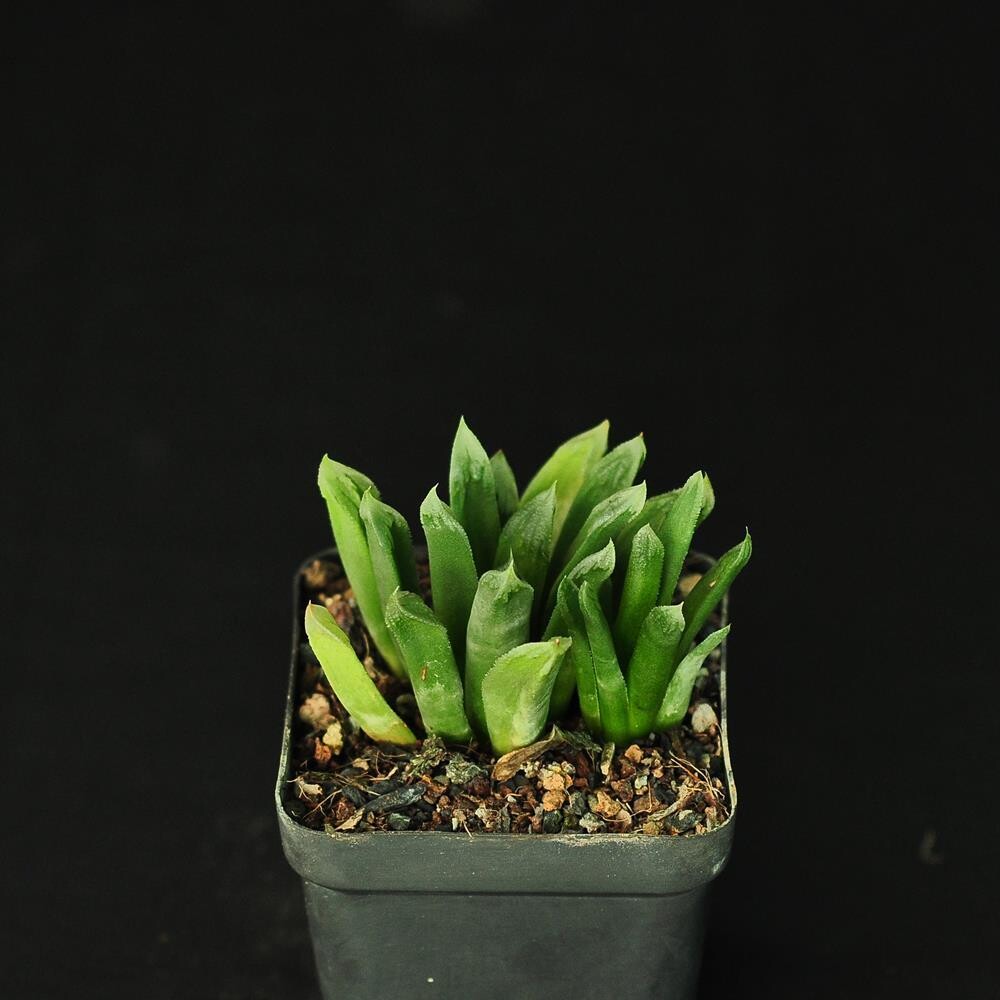 Haworthia 'Harry Johnson ' Hybrid