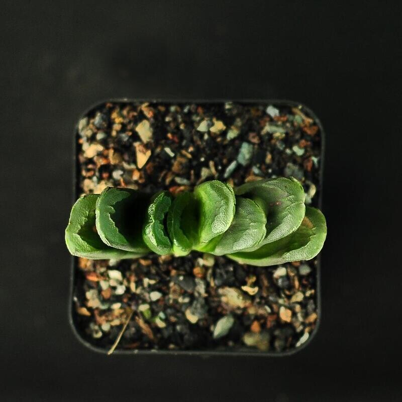 Haworthia asperula X truncata 'Green Rose'